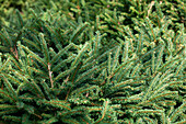 Picea abies Pomila Glauca