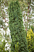 Taxus baccata 'Fastigiata Robusta'