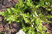 Juniperus conferta 'Allgold