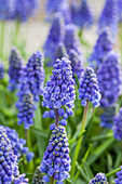 Muscari 'Artist