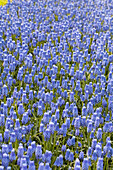 Muscari 'Blue Magic