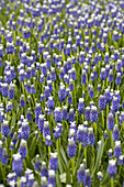 Muscari armeniacum 'Touch of Snow'