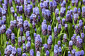 Muscari latifolium