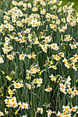 Narcissus jonquilla 'Beautiful Eyes'