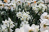 Narcissus tazetta 'Silver Chimes'