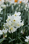 Narcissus 'Delta