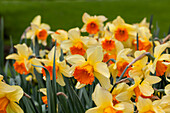 Narcissus 'Fortissimo'