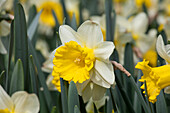 Narcissus 'Goblet'