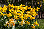 Narcissus cyclamineus Golden Cycle