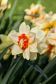 Narcissus 'Innovator'