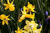 Narcissus 'Peeping Tom'