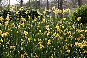 Narcissus jonquilla 'Pipit', Muscari, white