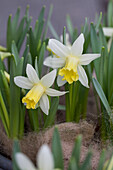 Narcissus Topolino