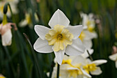 Narcissus Bella Estrella