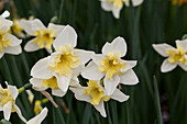 Narcissus 'Bella Estrella'