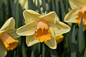 Narcissus 'Billy Graham'