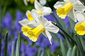 Narcissus 'Bravoure'