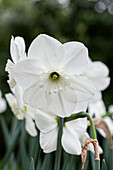 Narcissus 'Falmouth Bay'