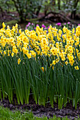 Narcissus jonquilla 'Kokopelli'