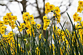 Narcissus jonquilla 'Kokopelli'