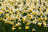 Narcissus cyclamineus 'Mother Duck'