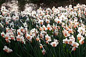 Narcissus 'Pink Charm'