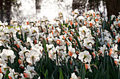 Narcissus 'Pink Charm'