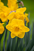Narcissus Queen Beatrix