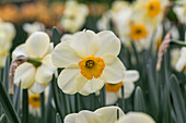 Narcissus Ringtone