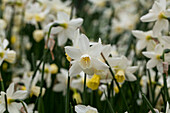 Narcissus jonquilla 'Sailboat'