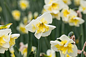 Narcissus Smiling Twin