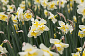 Narcissus Smiling Twin