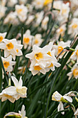 Narcissus jonquilla 'Sweet Love'