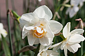 Narcissus Double