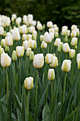 Tulipa Angels Wish