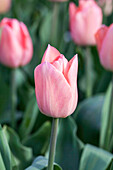 Tulipa 'Beauty Queen