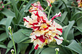 Tulipa Double Flaming Parrot