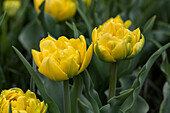 Tulipa 'Eskilstuna'