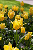 Tulipa greigii