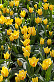 Tulipa greigii