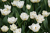 Tulipa 'Flaming Evita'