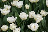 Tulipa Flaming Evita