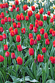 Tulipa 'I To Holland'