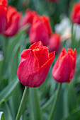 Tulipa 'I To Holland'