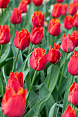 Tulipa 'I To Holland'