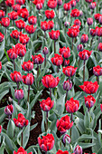 Tulipa 'Red Princess'