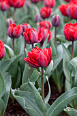 Tulipa 'Red Princess