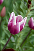 Tulipa Synaeda Blue