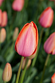 Tulipa 'Apricot Impression'