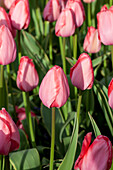 Tulipa 'Design Impression'